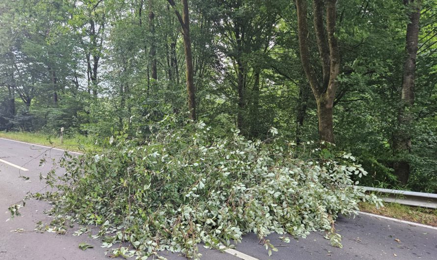 Baum auf Strasse